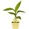 Generico Pianta di Banane Musa Basjoo BIO su Vaso cm 12