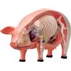 No Modello di Anatomia Degli Organi del Maiale con Visione 4D, Puzzle Animale 9192