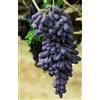 VJIDOSO Rizomi d'uva,resistenti,uva a tavoletta,acquista viti,rare,Decorazioni da giardino,Gratis e fragrante,Rizomi d'uva coltivazione,Piantare la vite.-1knolle-F