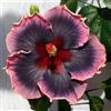CUIKWA Grande Ibisco da Giardino — Apparato Radicale Robusto e Sviluppato — Varietà a Petali Doppi e Multistrato — Ideale sia per la Messa a Dimora in Terra che in Vaso-1 root-B