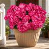 Aisamco 6 Fiori Geranio Seta Esterno UV Resistente | Piante finte, Giardino casa, Fioriera finestra, Cortile tavolo