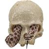 Dnoifne Nascondiglio a Forma di Teschio per Rettili, Decorazione in Resina per Terrari e Acquari, Rifugio per Serpenti, Draghi Barbuti, Pitoni, Gechi Leopardini (12 × 9 × 9.5 cm)