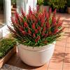 Aisamco 12 Erba Scimmia Esterno UV Resistente | Fiori finti, Arbusti realistici, Giardino fioriera, Finestra balcone, Veranda