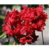 Vivai De Laurentiis Lagerstroemia indica 'Dynamite' - Pianta Ornamentale da Esterno in Vaso 19 cm - Altezza 40-60 cm - Fioritura Rosso Fuoco - Albero di Giove