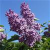 le Georgiche Vivai le Georgiche - Pianta vera di Syringa vulgaris Sensation - vaso Ø 18 cm