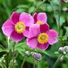 le Georgiche Vivai le Georgiche - Pianta vera di Anemone x hybrida Rosenschale - vaso Ø 9 cm