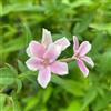 le Georgiche Vivai le Georgiche - Pianta vera di Jasminum Starry Summer Scent Jasminum x stephanense 'Ganmin 1701' Gelsomino - vaso Ø 18 cm