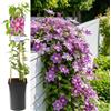 AMDGarden Pianta di Clematide Clematis Dr Ruppel Rampicante Grandi Fiori Rosa Violacei Striati Vaso 18cm