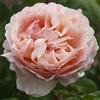 AMDGarden Pianta di Rosa Princesse Charlène de Monaco® Meilland a cespuglio in vaso cm 19 Colore Albicocca Rifiorrente per Esterni