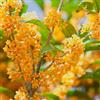 le Georgiche Vivai le Georgiche - Pianta vera di Osmanthus fragrans Aurantiacus - vaso Ø 18 cm