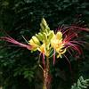 le Georgiche Vivai le Georgiche - Pianta vera di Caesalpinia gilliesii - altezza alla vendita 60-80 cm