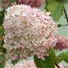 le Georgiche Vivai le Georgiche - Pianta vera di Hydrangea paniculata Phantom Ortensia paniculata 'Phantom' - vaso Ø 18 cm