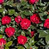 le Georgiche Vivai le Georgiche - Pianta vera di Rosa Zepeti The Petite Knock Out Rose MEIbenbino - vaso Ø 18 cm