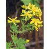 HERBOPLANET TSA HIPERICUM PERFORATUM 50ML