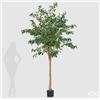 Enzo De Gasperi EDG Enzo De Gasperi Pianta Artificiale Ficus Beniamino H280 cm