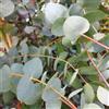 le Georgiche Vivai le Georgiche - Pianta vera di Eucalyptus cinerea Silver Dollar Eucalipto 'Silver Dollar' - vaso Ø 18 cm