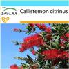 SAFLAX - Confezione regalo - Callistemo - 400 semi - Callistemon citrinus