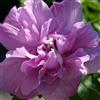le Georgiche Vivai le Georgiche - Pianta vera di Hibiscus syriacus French Cabaret Purple Hibiscus syriacus 'Mindouv5' Ibisco, Rosa di Sharon - vaso 6 Litri - Quadrato