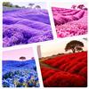 Carpet Creeping Oltre 15000 semi di timo striscianti per piantare piante erbacee perenni perenni per tappeti magici nel tuo giardino di casa non OGM