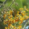 le Georgiche Vivai le Georgiche - Pianta vera di Buddleja madagascariensis Buddleja nicodemia Buddleia, Albero delle farfalle del Madagascar - vaso Ø 17 cm - altezza alla vendita 40-60 cm