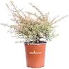 eGarden.store Pianta di Pyracantha Nana Variegata o Agazzino Nano Variegato pianta da esterno cespuglio compatto bacche rosse pianta ornamentale vera venduta da eGarden.store