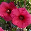 le Georgiche Vivai le Georgiche - Pianta vera di Hibiscus moscheutos Planet Griotte Hibiscus moscheutos 'Tangri' Ibisco - vaso 6 Litri - Quadrato