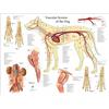 Ling88 Quadri Moderni,Wall Art Cane Vascolare Vasi Sanguigni Anatomia Veterinaria Grafico Art Silk Stampa Poster Fotografia Dipinti d'Arte Adesivi Murali Murales Poster - 40X60Cm