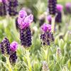 le Georgiche Vivai le Georgiche - Pianta vera di Lavandula stoechas Anouk Lavanda francese 'Anouk' - vaso Ø 19 cm