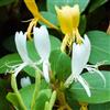 ClematisOnline Caprifoglio Halliana (Lonicera) - Pianta rampicante - Giallo - Sempreverde, Perenne e Resistente | Vaso da 1,5 litri