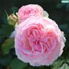 le Georgiche Vivai le Georgiche - Pianta vera di Rosa Pierre de Ronsard Eden Rose MEIviolin - vaso Ø 18 cm - altezza alla vendita 60-80 cm
