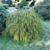 le Georgiche Vivai le Georgiche - Pianta vera di Thuja plicata Whipcord Tuia, Cedro rosso occidentale 'Whipcord' - vaso Ø 24 cm - altezza alla vendita 20-40 cm