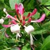 ClematisOnline Caprifoglio Belgica - Vaso 1,5 litro (Pianta Rampicante - Clematis - Pianta Adulta - Resistenza al Freddo: Ottima) - Muri e Recinzioni, Pergola, Balconi e Terrazze | ClematisOnline