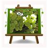 EURO PLANTS VIVAI Vite Bordeau a Frutto Bianco Uva Fragola Pianta da Frutto Età 2 Anni | Vaso 20 cm Altezza 160-180 cm