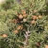 le Georgiche Vivai le Georgiche - Pianta vera di Juniperus phoenicea Ginepro fenicio - vaso Ø 17 cm - altezza alla vendita 30-40 cm