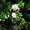 le Georgiche Vivai le Georgiche - Pianta vera di Myrtus communis Tarentina Myrtus 'Tarentina', Myrtus communis 'Nana' Mirto - vaso Ø 18 cm