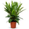 Febo Garden Calathea Rufibarba Miroscha in Vaso, H60 cm Ø17 | Pianta da Interno, Foglie Ondulate, Vaso Ø17 cm, Altezza 60 cm, Pianta Tropicale