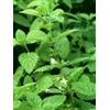 HERBOPLANET Srl TSA MELISSA OFFICINALIS 50ML