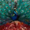 Opeth Sorceress (CD) Album