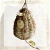Salumificio Rossi PARMA - Culatello di Zibello D.O.P. - Intero con corda non pelato (4,5-5Kg)