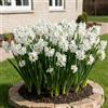 DUTCH BULBS EXCLUSIVE PLANTS FROM HOLLAN Bulbi Fiori Perenni da Esterno - 25 Bulbi di Narciso Paperwhite Profumati | Fioritura estiva, Piante e fiori esclusivi dall'Olanda, per giardino e vaso (non semi, non artificiali)