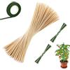 Cerioll 50 Pezzi Bastoncini Per Piante,Stecche Per Piante,30 Cm Bastoncini Di Fiori Con 100 Lacci Metallici,Bastoncini Di Supporto Per Piante,Bastoncini Da Giardinaggio,Bastoncini Di Supporto Bambù