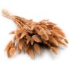 Enchanted Erba decorativa essiccata con coda di coniglio, Lagurus Ovatus, erba vellutata, fiori secchi, naturale, boho, 120-150 pezzi, 100 g, noce