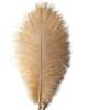 Sowder 20 piume di struzzo naturali da 25 a 30 cm, per centrotavola nuziali, decorazione per la casa (champange)
