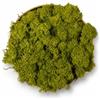 Verde stabilizzato Lichene Stabilizzato Vero 100% Naturale, 1kg - Muschio Scandinavo Conservato per Decorazioni - Ideale per Parete Verde, Terrario, Presepi, Modellismo e Composizioni Fai da Te (Verde Oliva, 1kg)