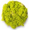 Verde stabilizzato Lichene Stabilizzato Vero 100% Naturale, 1kg - Muschio Scandinavo Conservato per Decorazioni - Ideale per Parete Verde, Terrario, Presepi, Modellismo e Composizioni Fai da Te (Lime, 1kg)
