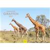 Edition Seidel Premium calendario fascino giraffe 2027 formato DIN A4. Calendario da parete tedesco Africa Sudafrica Kenya Serengeti steppa savana giraffa toro mucche animali selvatici