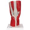 3B Scientific A882 Articolazione del Ginocchio, 12 Parti + software 0 di anatomia - 3B Smart Anatomy