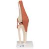 3B Scientific A82/1 Modello Funzionale di Lusso dell'Articolazione del Ginocchio + software 0 di anatomia - 3B Smart Anatomy