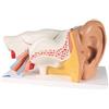 3B Scientific E11 Orecchio, Ingrandito 3 Volte, in 6 Parti + software 0 di anatomia - 3B Smart Anatomy