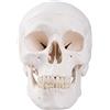 3B Scientific A20 Cranio, Modello Classico, in 3 Parti + software 0 di anatomia - 3B Smart Anatomy